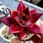 50 PCS Seeds Echeveria agavoides Romeo Rubin Succulent Plant