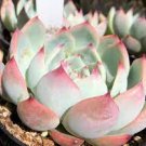 100 PCS Seeds Echeveria Desmetiana Bonsai Rare Succulent Plant 100 PCS Seeds Echeveria Desmetiana Bonsai Rare Succulent Plant