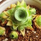 200 PCS Seeds Echeveria Green Red Pink Yellow Colorful Succulent Plants
