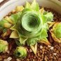 200 PCS Seeds Echeveria Green Red Pink Yellow Colorful Succulent Plants