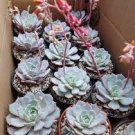 5 PCS Seeds Echeveria Laui Succulent Plant 5 PCS Seeds Echeveria Laui Succulent Plant