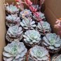5 PCS Seeds Echeveria Laui Succulent Plant