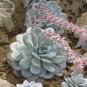 5 PCS Seeds Echeveria Laui Succulent Plant
