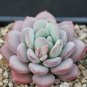 5 PCS Seeds Echeveria Laui Succulent Plant