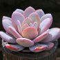 5 PCS Seeds Echeveria Laui Succulent Plant