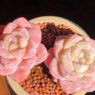 10 PCS Seeds Echeveria Lauii Pink Succulent Lovely Plant 10 PCS Seeds Echeveria Lauii Pink Succulent Lovely Plant