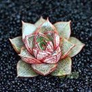 100 PCS Seeds Echeveria Purpusorum 100 PCS Seeds Echeveria Purpusorum