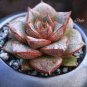 100 PCS Seeds Echeveria Purpusorum