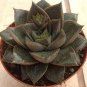 100 PCS Seeds Echeveria Purpusorum Seeds Fresh Ones