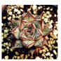 100 PCS Seeds Echeveria Purpusorum Seeds Fresh Ones