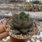 10 PCS Seeds Echeveria purpusorum Seeds Red Succulent 10 PCS Seeds Echeveria purpusorum Seeds Red Succulent