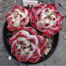 100 PCS Seeds Echeveria Purpusorum 100 PCS Seeds Echeveria Purpusorum