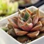 100 PCS Seeds Echeveria Purpusorum