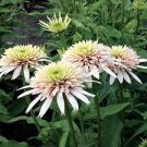 200 PCS Seeds Echinacea 'Cherry Fluff' Perennial Coneflower