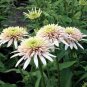 200 PCS Seeds Echinacea 'Cherry Fluff' Perennial Coneflower