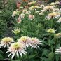 200 PCS Seeds Echinacea 'Cherry Fluff' Perennial Coneflower