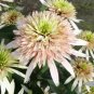 200 PCS Seeds Echinacea 'Cherry Fluff' Perennial Coneflower