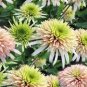 200 PCS Seeds Echinacea 'Cherry Fluff' Perennial Coneflower