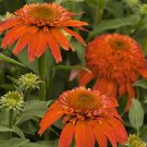 200 PCS Seeds Echinacea 'COLORBURST' Orange Hybrid Bonsai Coneflowers 200 PCS Seeds Echinacea 'COLORBURST' Orange Hybrid Bonsai Coneflowers