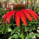 200 PCS Seeds Echinacea 'Cranberry Cupcake' Red Bonsai Coneflowers 200 PCS Seeds Echinacea 'Cranberry Cupcake' Red Bonsai Coneflowers