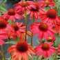 200 PCS Seeds Echinacea 'FIREBIRD' Fire Red Bonsai Coneflowers Hybrid Bonsai Flowers