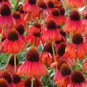200 PCS Seeds Echinacea 'FIREBIRD' Fire Red Bonsai Coneflowers Hybrid Bonsai Flowers