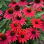 200 PCS Seeds Echinacea 'FIREBIRD' Fire Red Bonsai Coneflowers Hybrid Bonsai Flowers