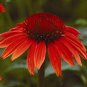 200 PCS Seeds Echinacea 'Guava Red' Fire Red Coneflowers