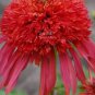 200 PCS Seeds Echinacea 'Guava Red' Fire Red Coneflowers