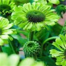 200 PCS Seeds Echinacea Hybrida Caribbean Green Greyish Green Bonsai Flowers 200 PCS Seeds Echinacea Hybrida Caribbean Green Greyish Green Bonsai Flowers