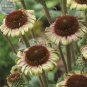 200 PCS Seeds Echinacea Hybrida Caribbean Green Greyish Green Bonsai Flowers
