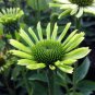 200 PCS Seeds Echinacea Hybrida Caribbean Green Greyish Green Bonsai Flowers