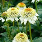 200 PCS Seeds Echinacea Milky White Perennial Flower 200 PCS Seeds Echinacea Milky White Perennial Flower