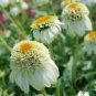 200 PCS Seeds Echinacea Milky White Perennial Flower