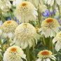 200 PCS Seeds Echinacea Milky White Perennial Flower