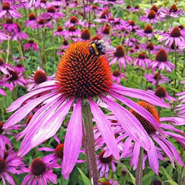 200 PCS Seeds Echinacea Mixed 9 Colors Big Blooms Perennial Flower