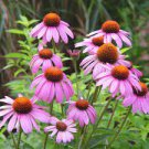 30 PCS Seeds Echinacea Purple 'Ladies' Perennial Flower
