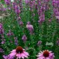 30 PCS Seeds Echinacea Purple 'Ladies' Perennial Flower