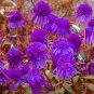30 PCS Seeds Echinacea Purple 'Ladies' Perennial Flower