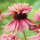 100 PCS Seeds Echinacea Purpurea 'Gongji' Light PinkDouble Decker Coneflowers 100 PCS Seeds Echinacea Purpurea 'Gongji' Light PinkDouble Decker Coneflowers