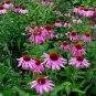 100 PCS Seeds Echinacea Purpurea 'Gongji' Light PinkDouble Decker Coneflowers