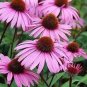 100 PCS Seeds Echinacea Purpurea 'Gongji' Light PinkDouble Decker Coneflowers