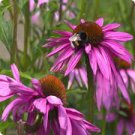200 PCS Seeds Echinacea Purpurea Seeds Apple Green Big Flowers