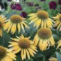 200 PCS Seeds Echinacea Purpurea Seeds Apple Green Big Flowers