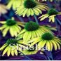 200 PCS Seeds Echinacea Purpurea Seeds Apple Green Big Flowers
