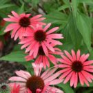 200 PCS Seeds Echinacea 'SOLAR FLARE' Dark Red Big Single Petals Bonsai Flowers 200 PCS Seeds Echinacea 'SOLAR FLARE' Dark Red Big Single Petals Bonsai Flowers