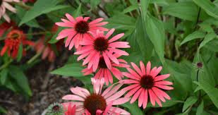 200 PCS Seeds Echinacea 'SOLAR FLARE' Dark Red Big Single Petals Bonsai Flowers