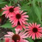 200 PCS Seeds Echinacea 'SOLAR FLARE' Dark Red Big Single Petals Bonsai Flowers