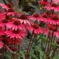 200 PCS Seeds Echinacea 'SOLAR FLARE' Dark Red Big Single Petals Bonsai Flowers