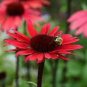 200 PCS Seeds Echinacea 'SOLAR FLARE' Dark Red Big Single Petals Bonsai Flowers